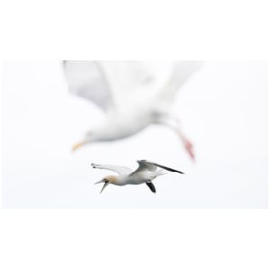 2026 1st David Marsh - Gannet and Gull